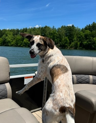 Dawn Leone's dog on a boat.